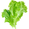 Leaf lettuce